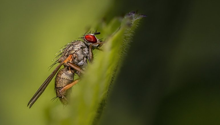 Drain Flies VS Fruit Flies: All Facts You Should Know